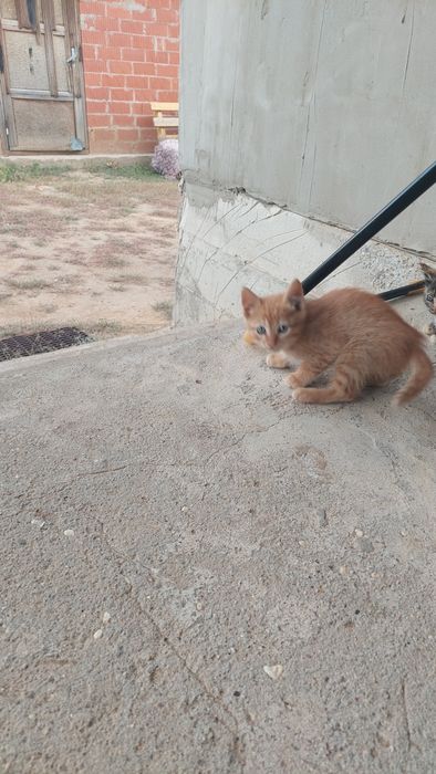 Отдам в хорошие руки
