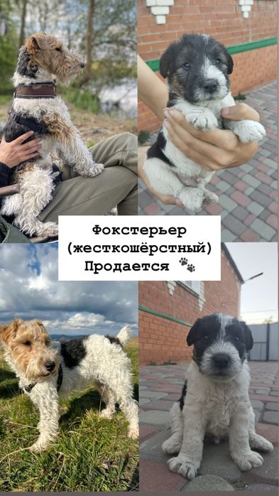 Продам щенка фокстерьера