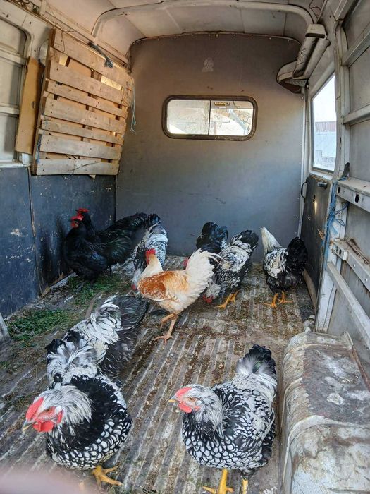 Продавам пронесли млади ярки и кокошки Ломан браун