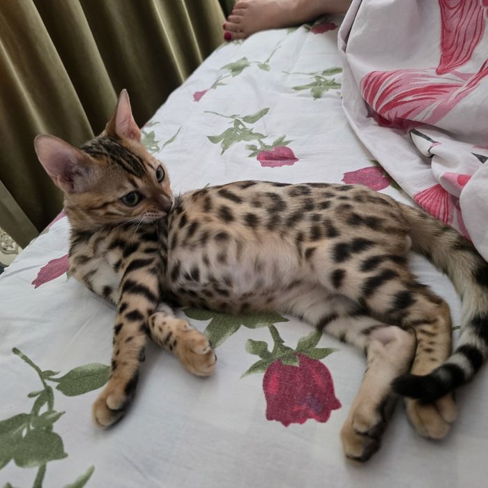 Продам красавчика бенгала