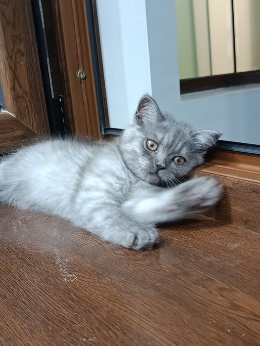 Кошка скотч фолд болалари