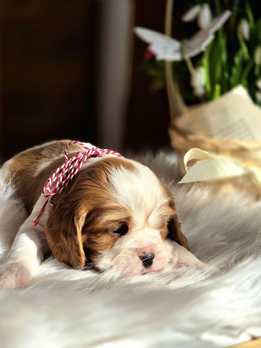 Femela cavalier king charles spaniel
