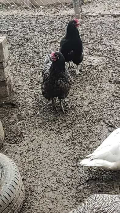 Cocoși Australop și găini