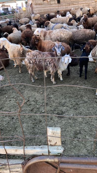 Ешкілер сатылады