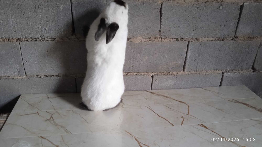 Quyonlar, kalliforniya quyonlar