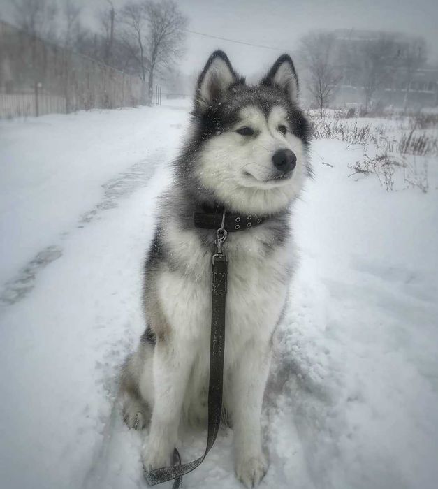 Аляскинский маламут (вязка)