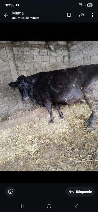 Vaca de lapte gestata in luna  a 9 a