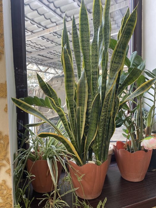 Сансерверие  долоровое дерево