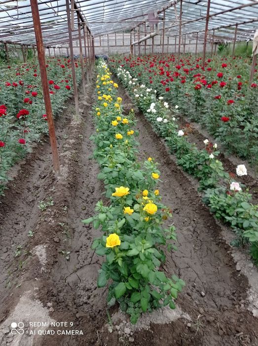 Atir Gul Kuchatlari Sotiladi