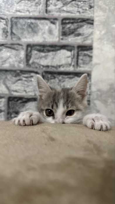 Котенок в ответственные  руки
