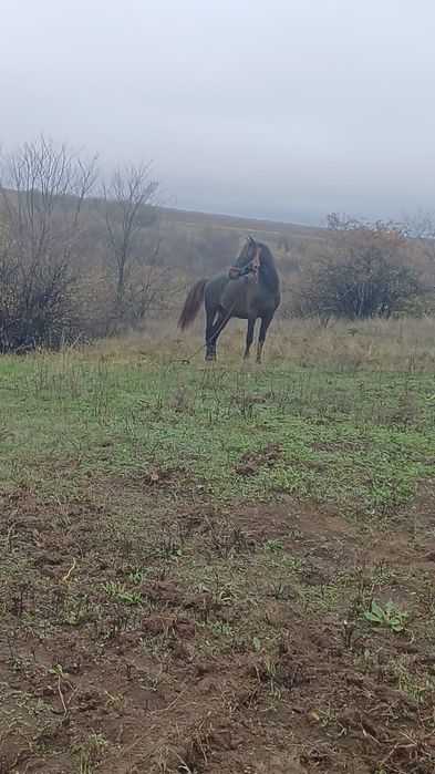 Disponibil cârlan de doar 2 anisori