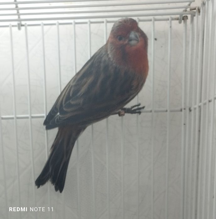 Красный черный мазайка сотилади. Нар