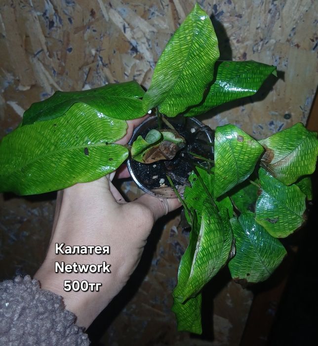 Продам разные растения