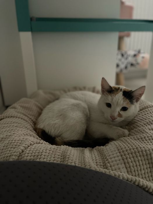 Pisicuta pentru adoptie