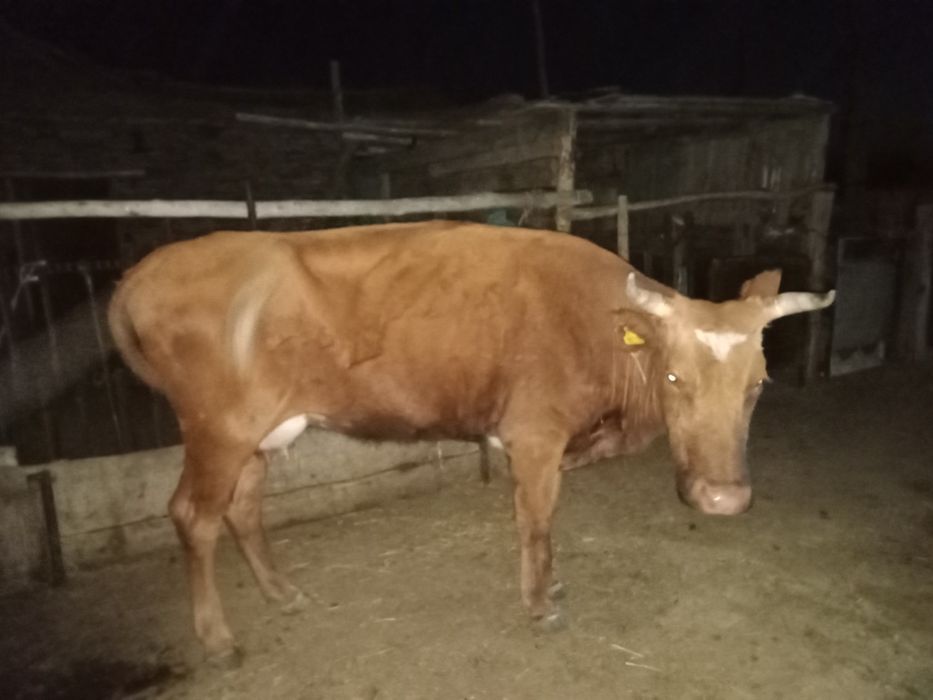 Бұзаулы сиыр сатылады