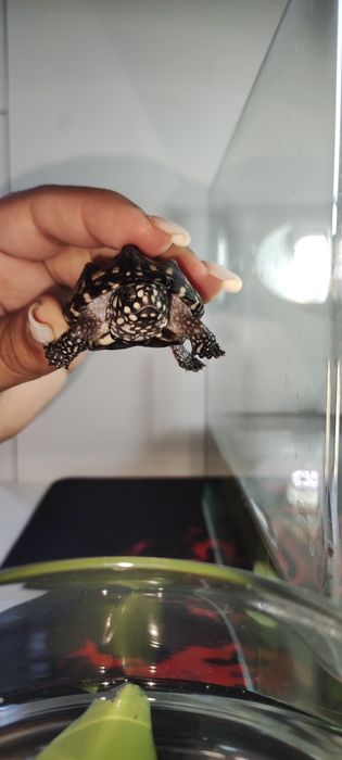 Черная прудовая черепаха (Geoclemys hamiltonii).