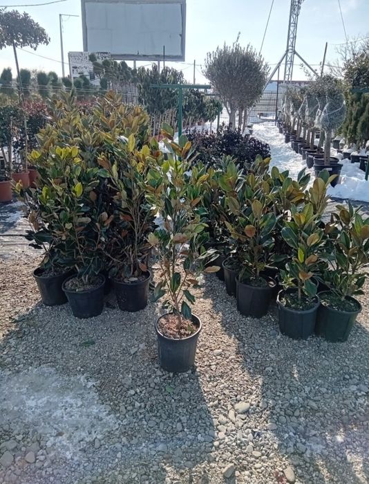 Laur englezesc photinia Red Robin leilandi