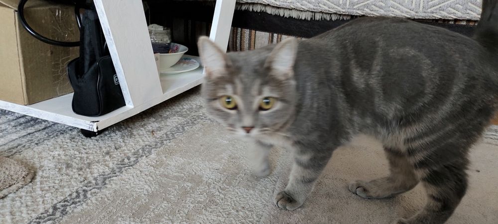 Дарю взрослую кошечку