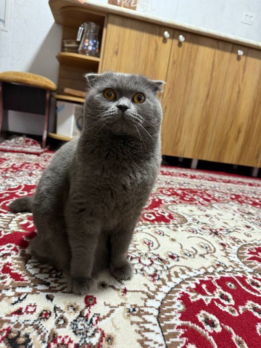 Mushuk oʻgʻil bola hotin kere