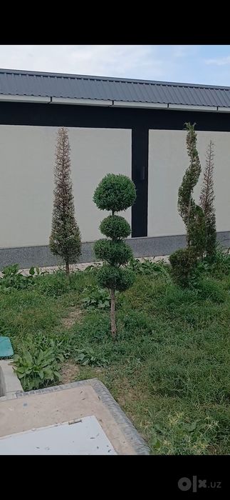 Archa kesish xizmati