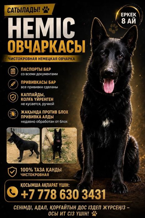 Отдам Чёрную немецкую овчарку