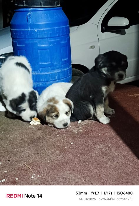 Itlar sotiladi oladiganlar bulsa murojat qiling