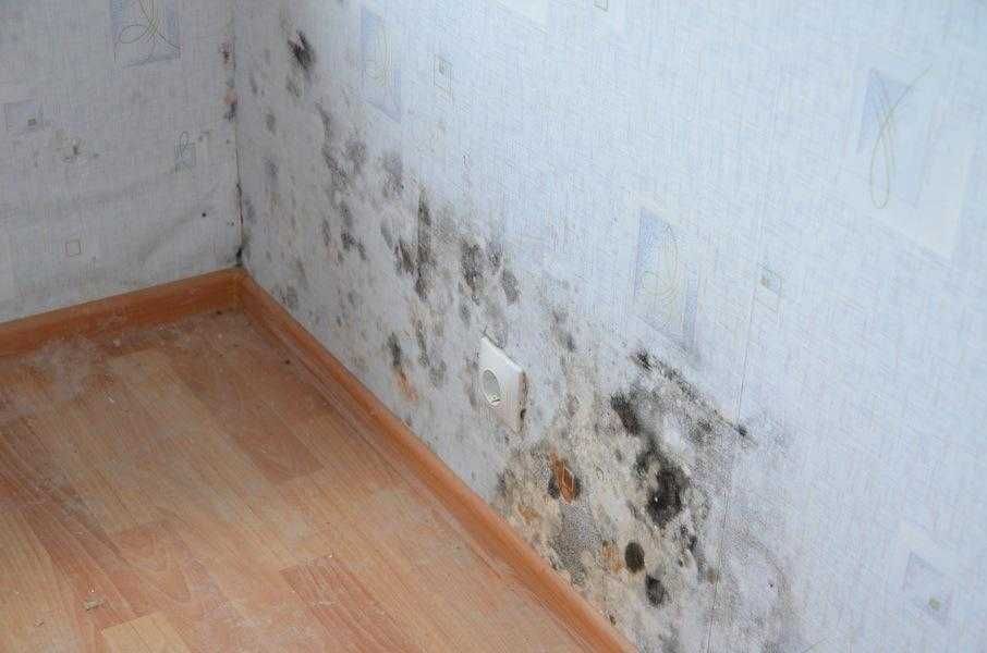 Антиплесень для стен под покраску и обои из Италии