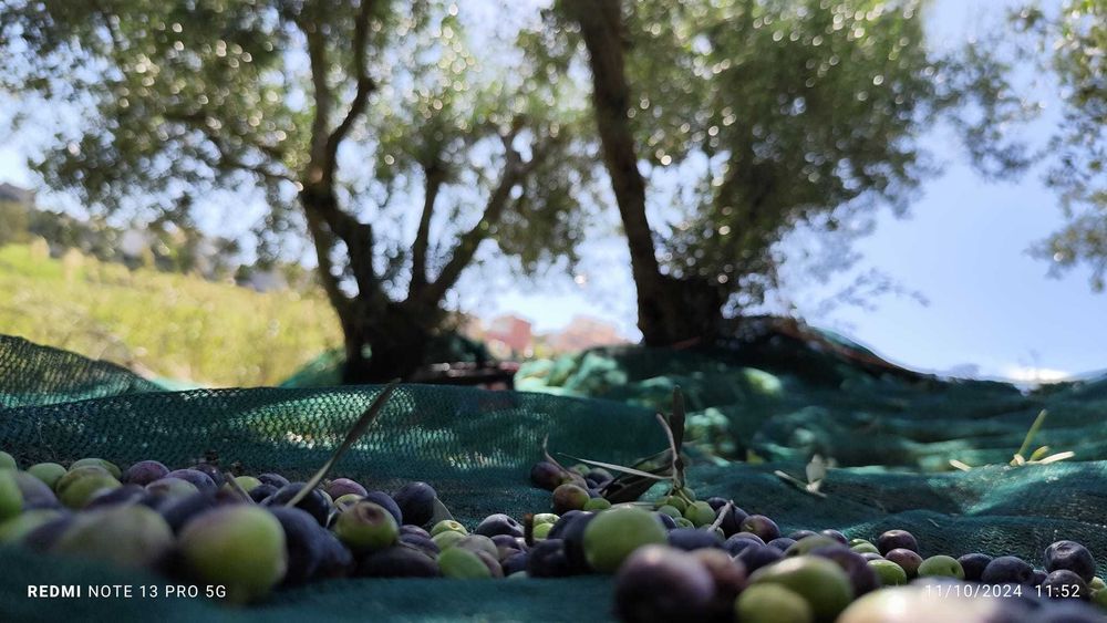 Ulei de măsline natural