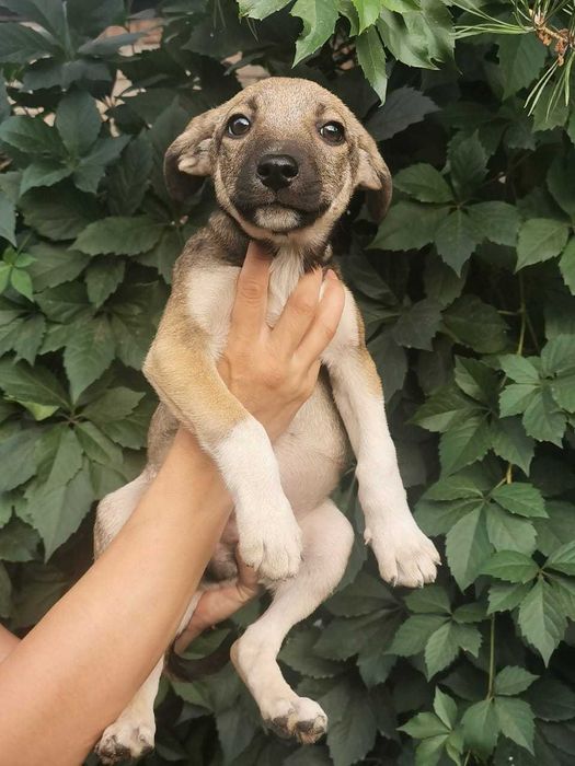 Послушные щенята