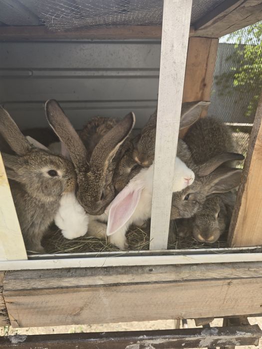 Продам кроликов крупные