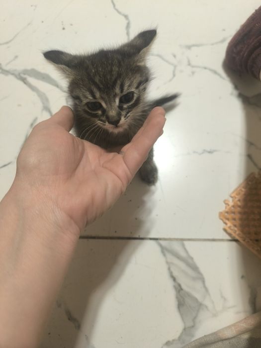 Отдам котят в добрые руки