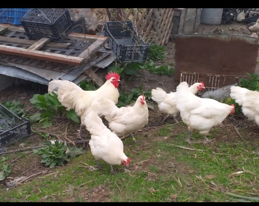 Oua incubat Australorp Alb