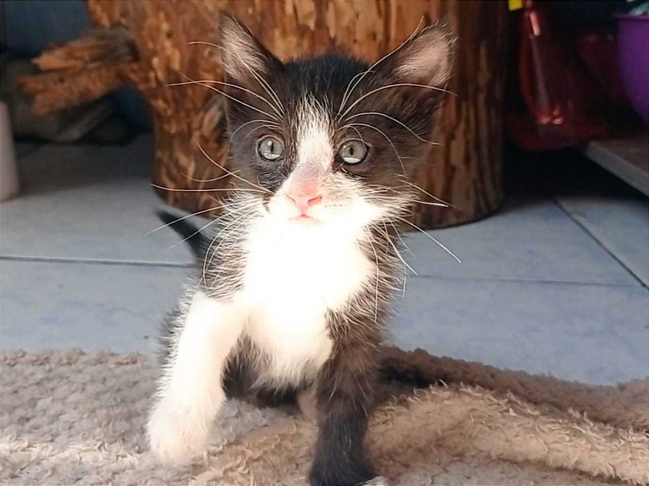 Красивые ухоженные котята