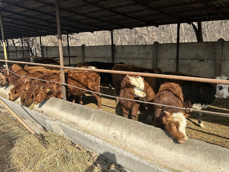 Продаются бычки возраст разный