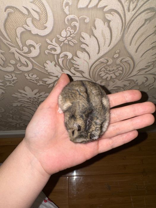 джунгарский хомяк с клеткой