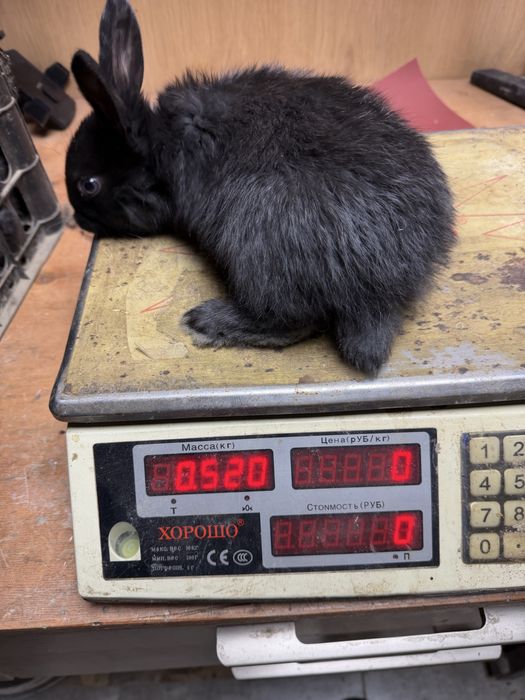 Чистокровные крольчата