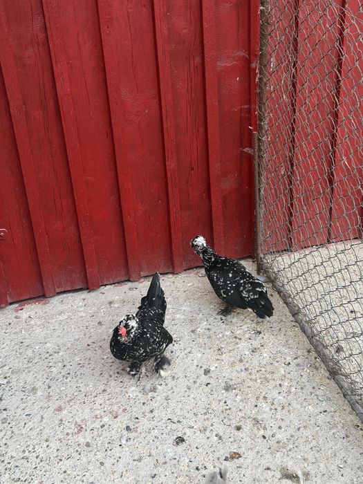 Găini și cocoși pitici , incalțați , moțați , barboși .