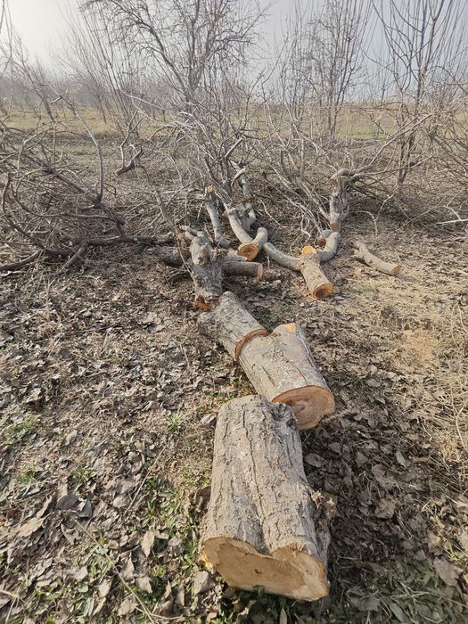 Ўтин сотилади келишилган ҳолда