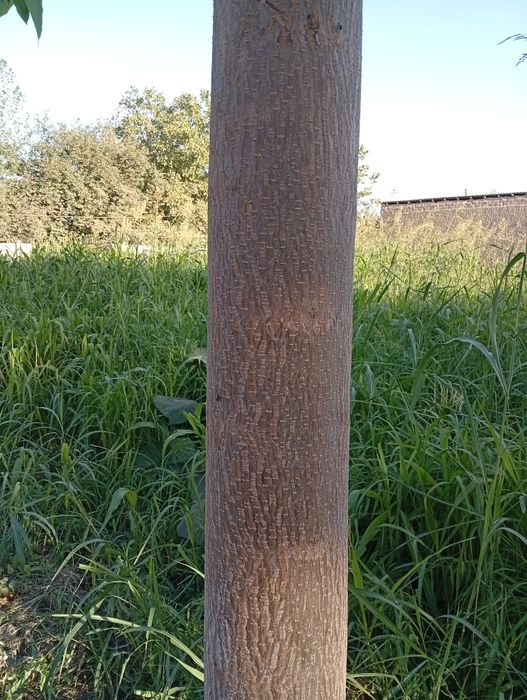 5 yillik pavlano daraxtlari sotiladi.