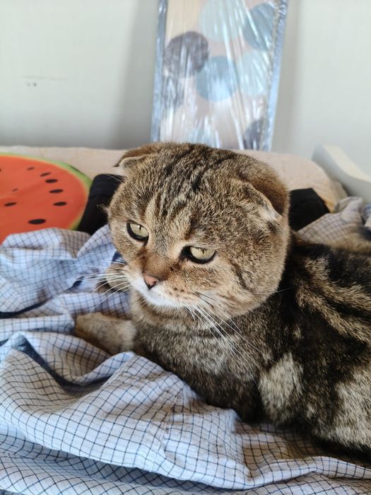 Котята породистые