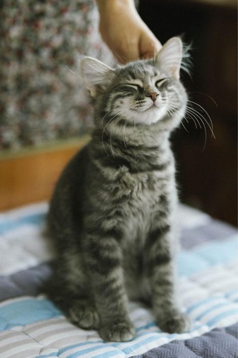 Котенок мальчик ищет дом