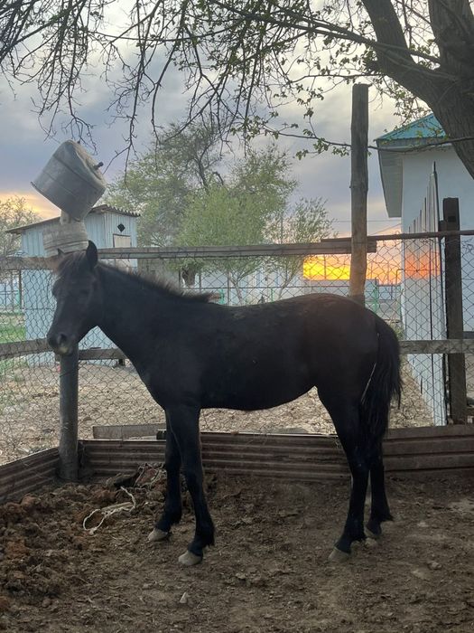 3 бас екек тай бағылған