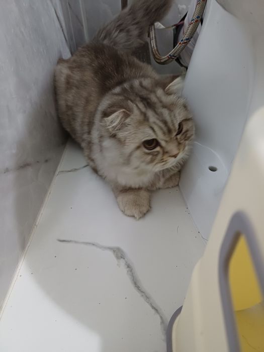 Отдам кота в добрые руки.