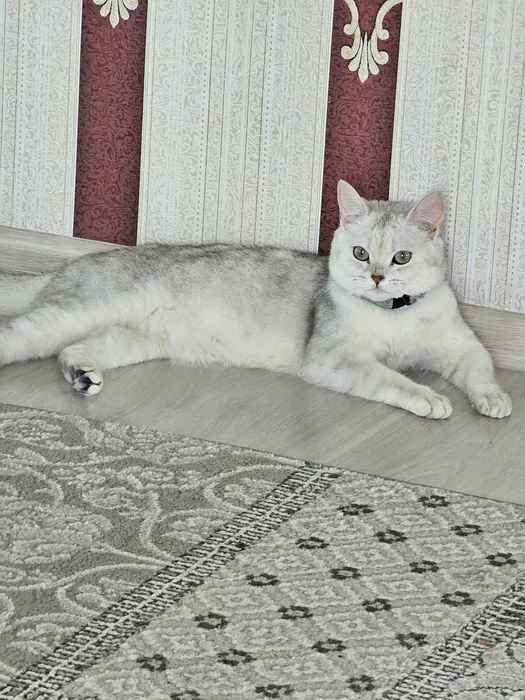 Продается кошка британская шиншилла