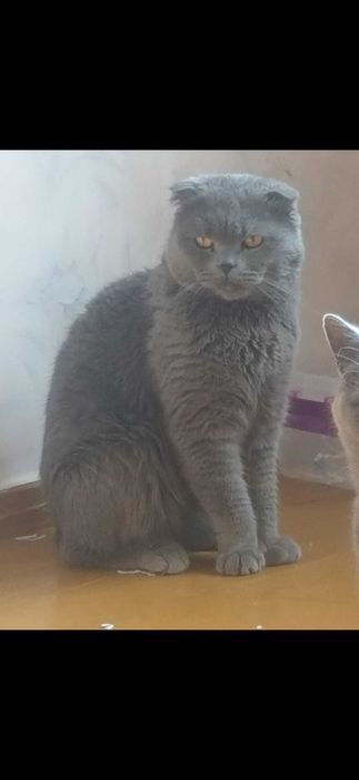 Приглашаем на вязку девочку