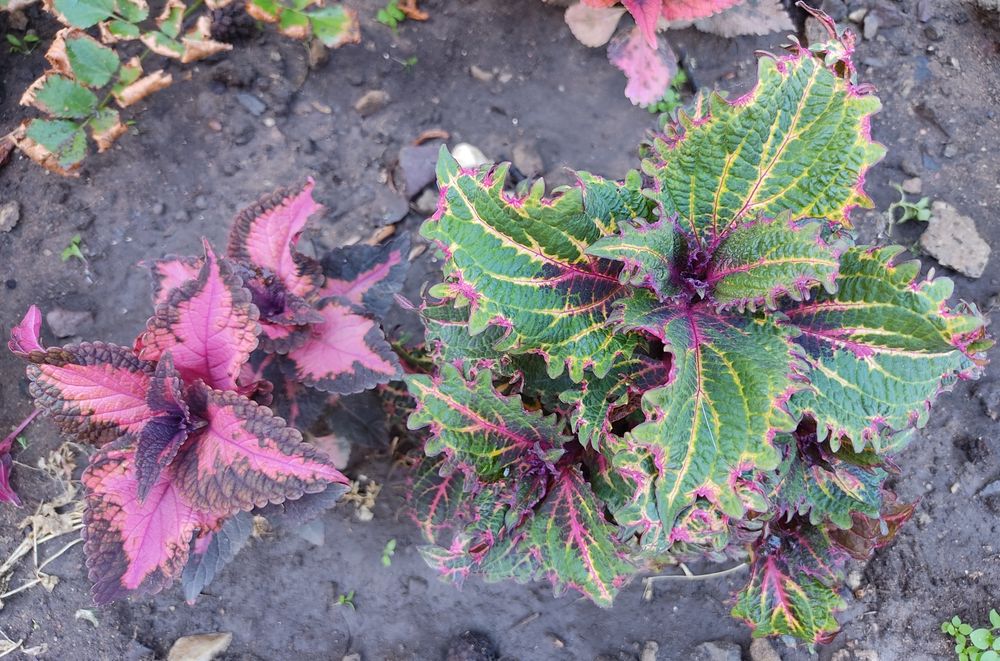 Цветы прекрасные Колеусы