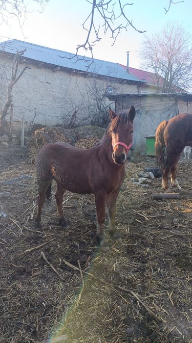 Manz (Armasar)5 luni