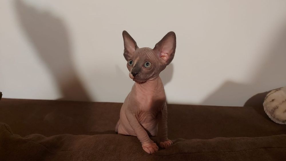 Pisică femelă Sphynx/Sfinx/Sphinx