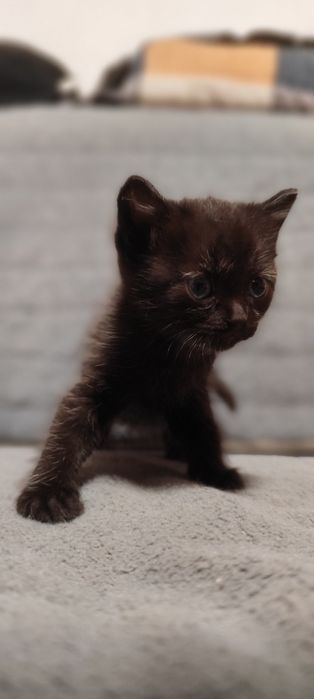 Отдам бесплатно котят мальчик и девочка