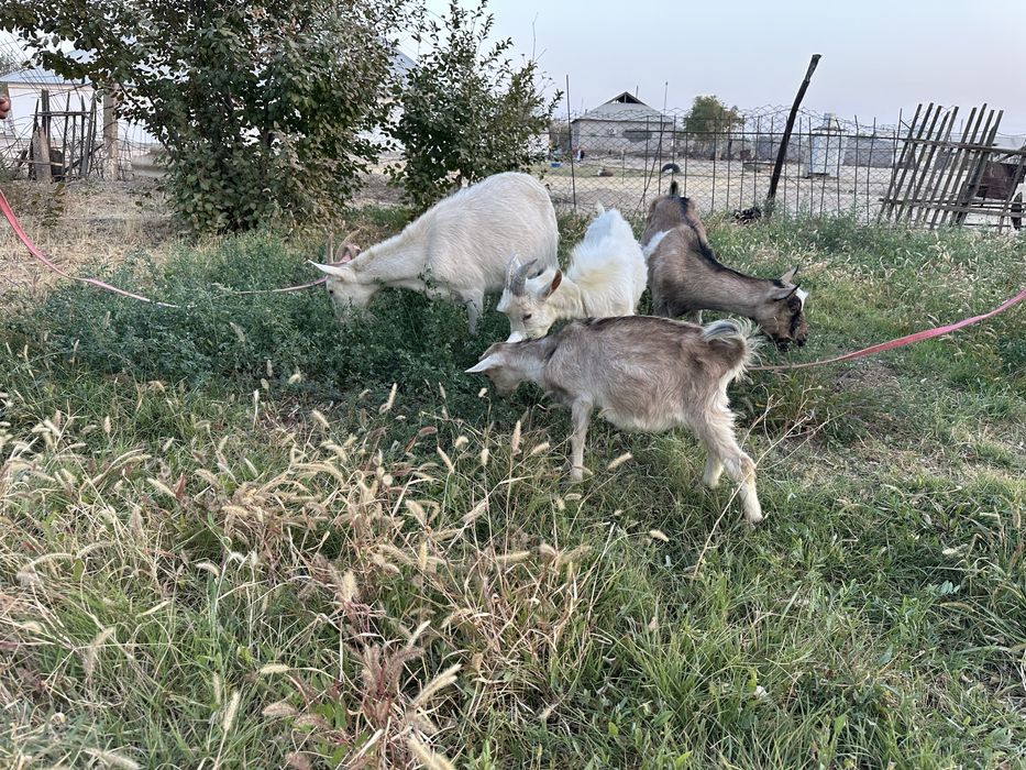 Ешкі Коза сатылады